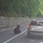 Medvjedica ga pokušala iščupati iz vozila!