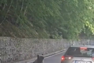 Medvjedica ga pokušala iščupati iz vozila!