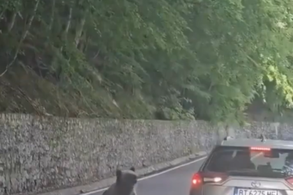 Medvjedica ga pokušala iščupati iz vozila!