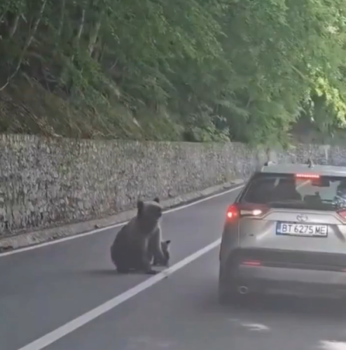 Medvjedica ga pokušala iščupati iz vozila! 