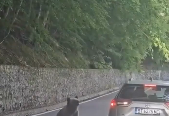 Medvjedica ga pokušala iščupati iz vozila!