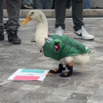 PATKA MERLIN IZ MEKSIKA