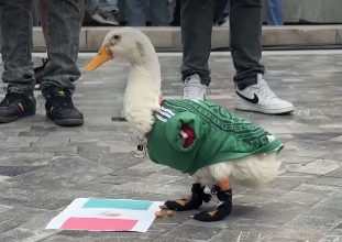 PATKA MERLIN IZ MEKSIKA