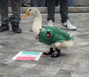 PATKA MERLIN IZ MEKSIKA