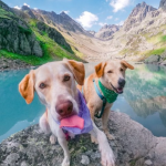 Savjet veterinara: Psu stavite mokru maramu oko vrata prije šetnje!