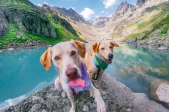 Savjet veterinara: Psu stavite mokru maramu oko vrata prije šetnje!