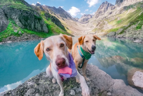 Savjet veterinara: Psu stavite mokru maramu oko vrata prije šetnje!
