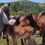 Divlji konji kod Livna nakratko zaustavili saobraćaj!