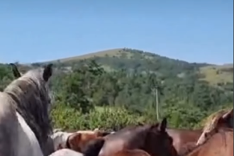 Divlji konji kod Livna nakratko zaustavili saobraćaj!