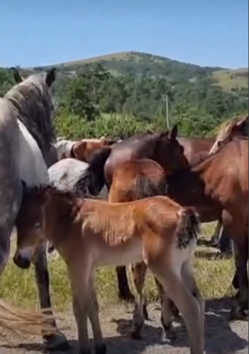 Divlji konji kod Livna nakratko zaustavili saobraćaj! 