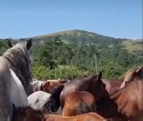 Divlji konji kod Livna nakratko zaustavili saobraćaj!