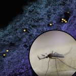 Virus Zapadnog Nila: Evo kako se prenosi i kako se zaštiti!