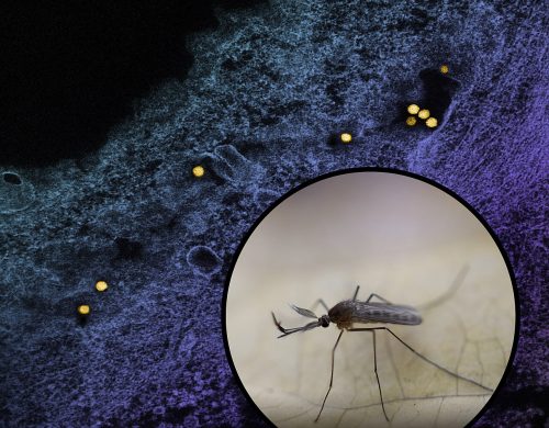 Virus Zapadnog Nila: Evo kako se prenosi i kako se zaštiti!