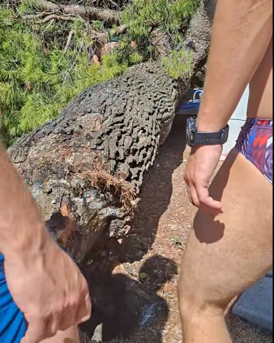 Stablo palo na kupače na plaži u Hrvatskoj, povrijeđeno i dvoje djece!
