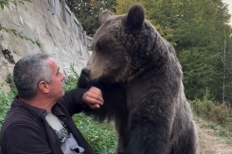 Medvjedica Maša ima 150 kg, ali i dalje želi sjediti Petru u krilu: Pronađena kao mladunče bez majke, Petar joj osigurao dom!
