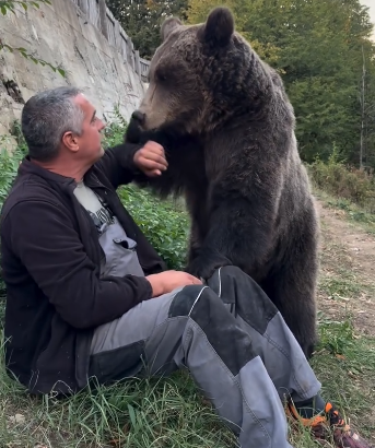 Medvjedica Maša ima 150 kg, ali i dalje želi sjediti Petru u krilu: Pronađena kao mladunče bez majke, Petar joj osigurao dom!