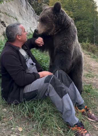 Medvjedica Maša ima 150 kg, ali i dalje želi sjediti Petru u krilu: Pronađena kao mladunče bez majke, Petar joj osigurao dom!